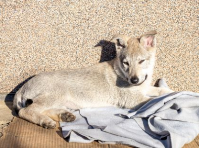 Xena Cor Lupus Ardor